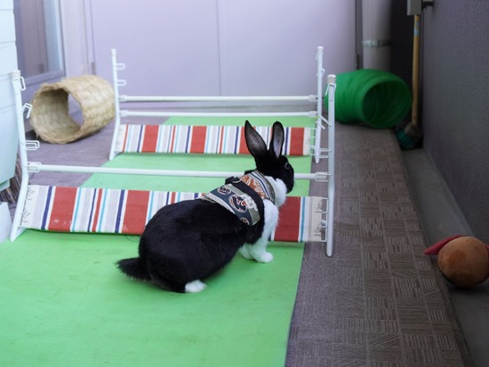 220101ビスケDSC00808 (2)