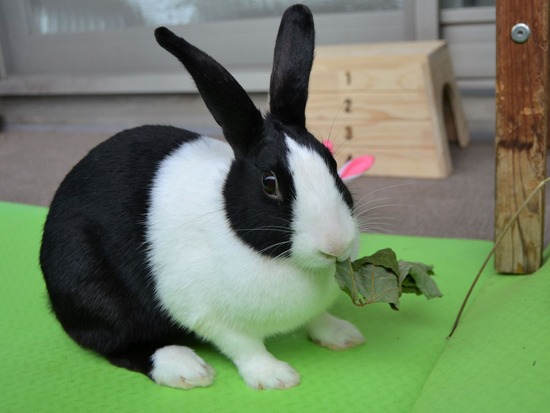 210905 こまDSC_2095 (2)