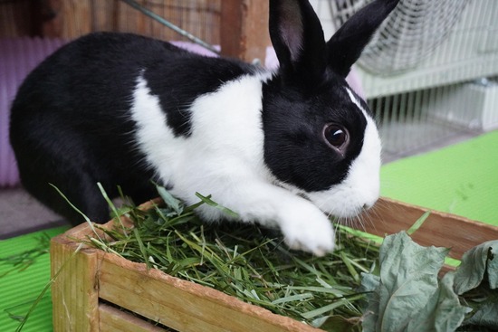 20231008こんDSC04467