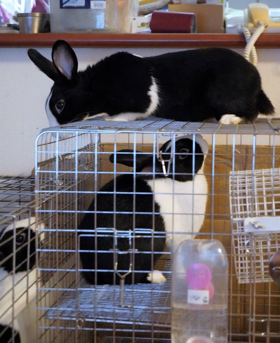 220709ビスケDSC07340 (2)