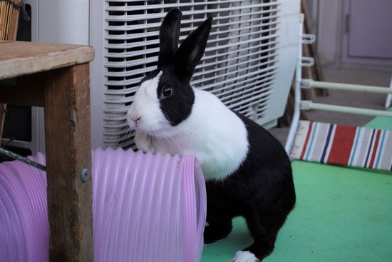 20230503くりDSC07592