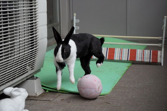 20230611みるDSC00636