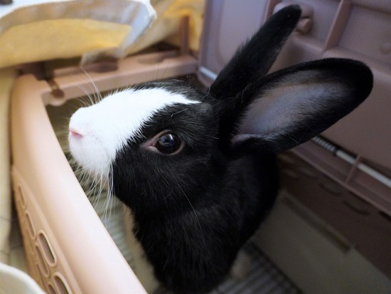 220923ビスケDSC00829 (2)