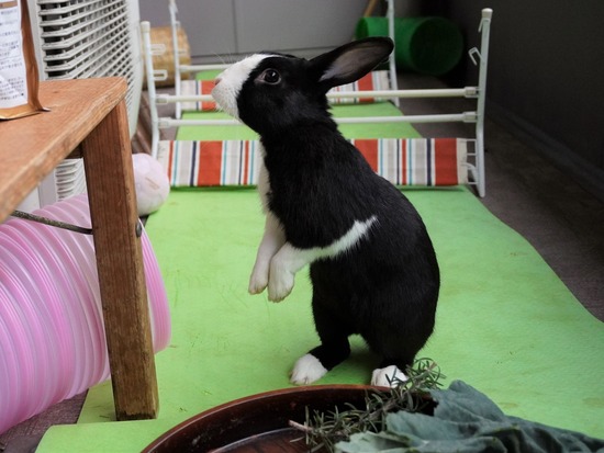 220213ビスケDSC06542 (2)