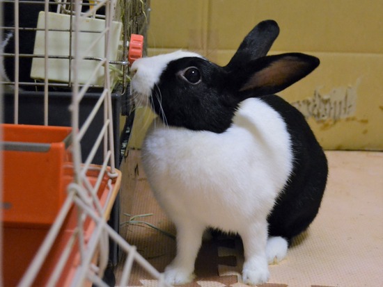 210815 こまDSC_2220 (2)