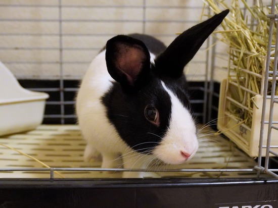 220827あんこDSC08634 (2)