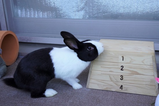 220103クッキーDSC01594 (2)