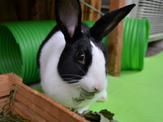 210905 こまDSC_2236 (2)