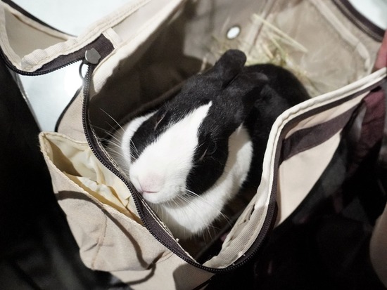 221029きなこDSC03417 (2)