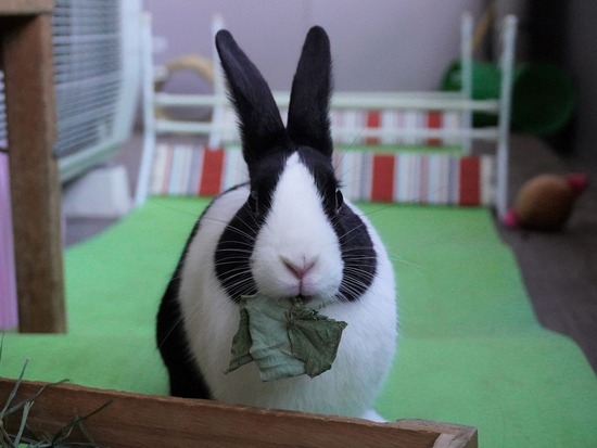 220129クッキーDSC04384 (2)