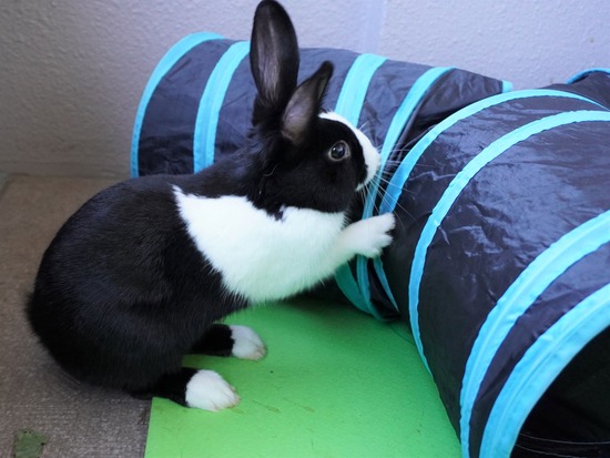 220103ビスケDSC01806 (2)