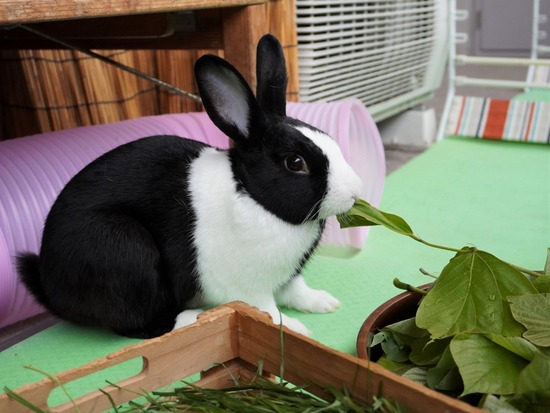 220605ビスケDSC06813 (2)