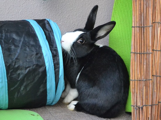 211226 ビスケDSC_1402 (2)