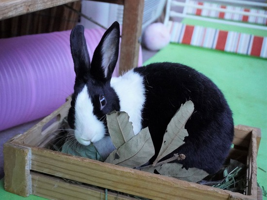 220212komaDSC05971 (2)