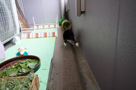 20230429あいDSC06592