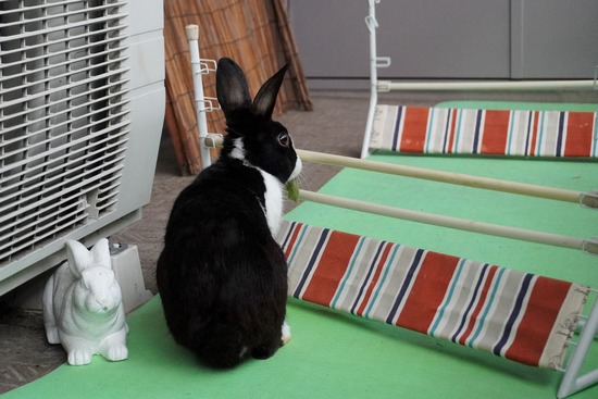 20230429こんDSC06429