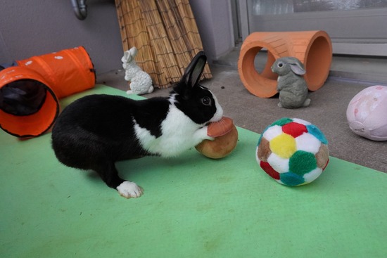 20230503こんDSC07712