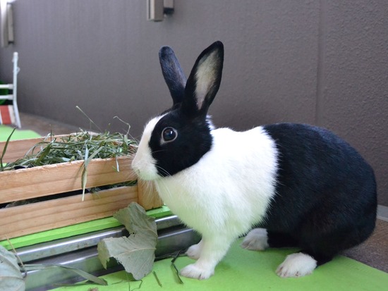 211123 komaDSC_1435 (2)