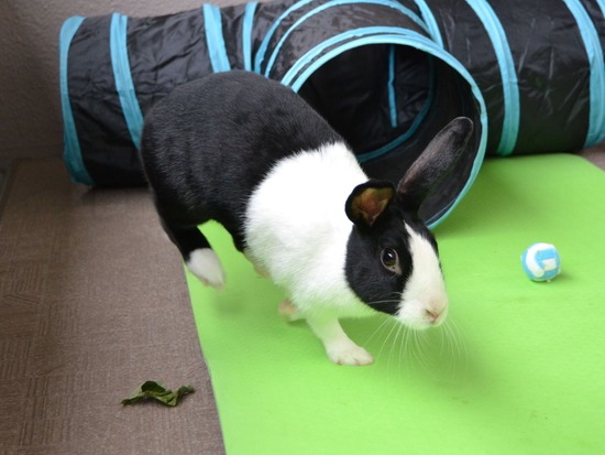 210905 こまDSC_2279 (2)