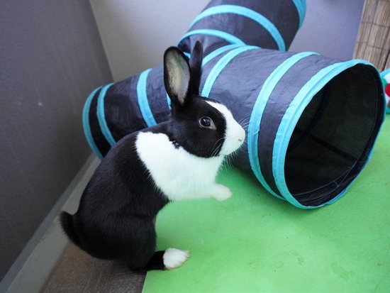 220212ビスケDSC05858 (2)