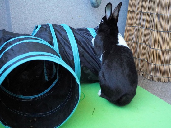 220110ビスケDSC03060 (2)