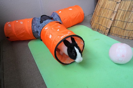 20230429あいDSC06566 (2)