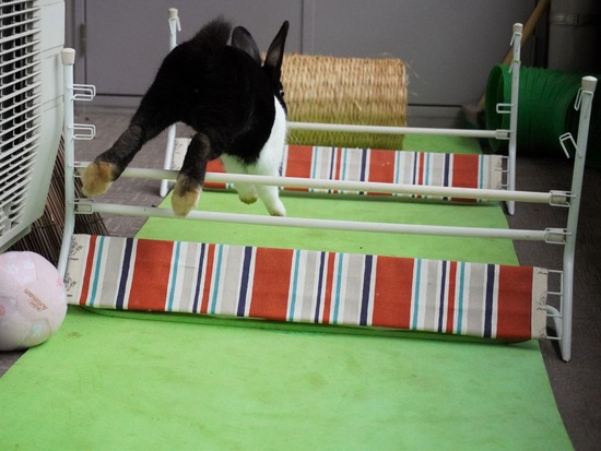 220213ビスケDSC06647 (2)