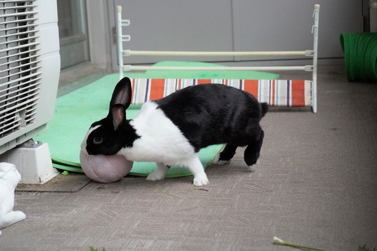 20230611みるDSC00646