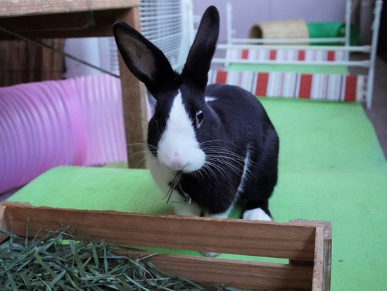 220129ビスケDSC04838 (2)