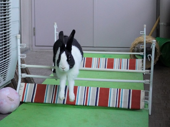 220212komaDSC06007 (2)