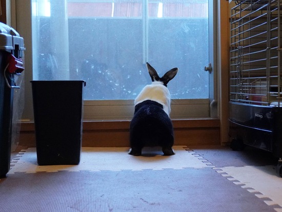 220904しらたまDSC09551 (2)