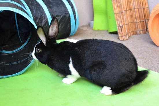 211226 ビスケDSC_1341 (2)