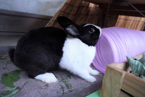 20230503げんDSC08671