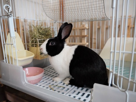 220205クッキーDSC05351 (2)