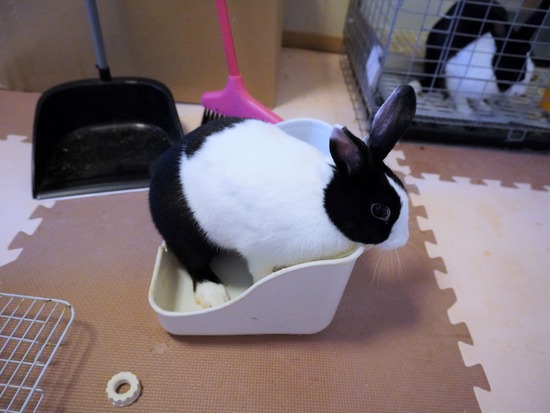 220904しらたまDSC09605 (2)