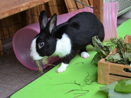 210912 obi DSC_2488 (2)