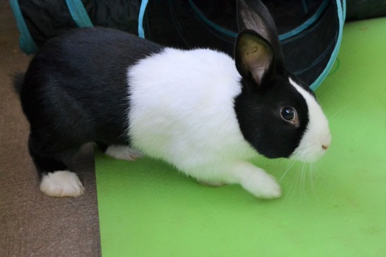 211226 クッキーDSC_1327 (2)