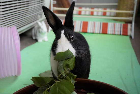 20230459こんDSC06461