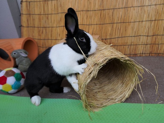 220605ビスケDSC06899 (2)