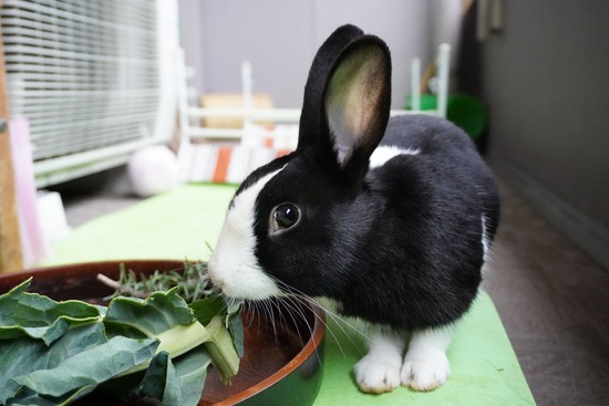 220213ビスケDSC06564