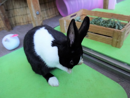 220110ビスケDSC03351 (2)