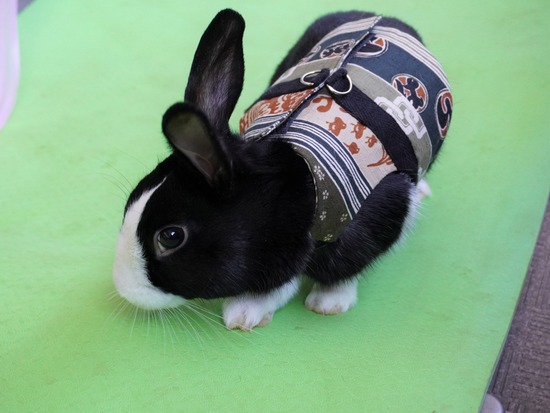 220101ビスケDSC00792 (2)