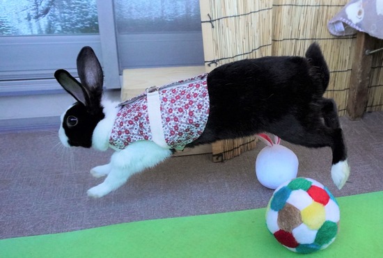 220101komaDSC00390 (2)