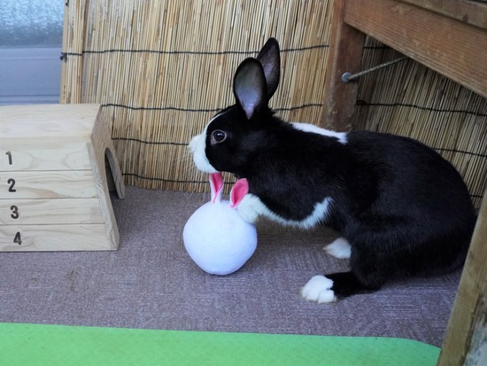 220110ビスケDSC03092 (2)