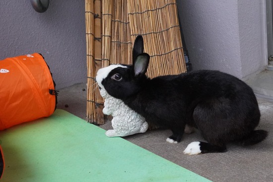 20230503こんDSC07703