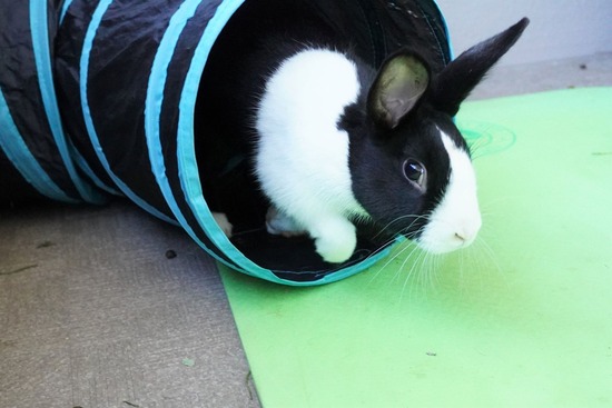 220110ビスケDSC03179 (2)