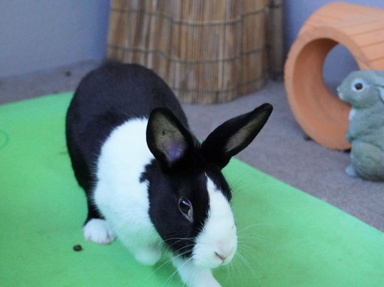 220110ビスケDSC03143 (2)