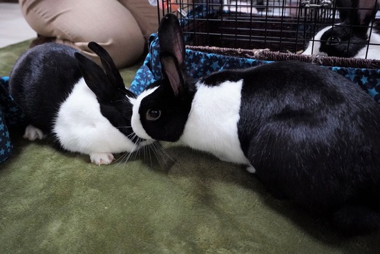 220917わらびDSC00608 (2)