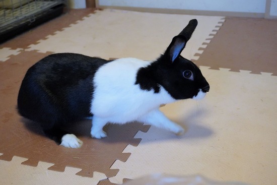 220904くろみつDSC00291 (2)