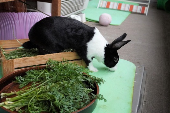 20230611みるDSC00608